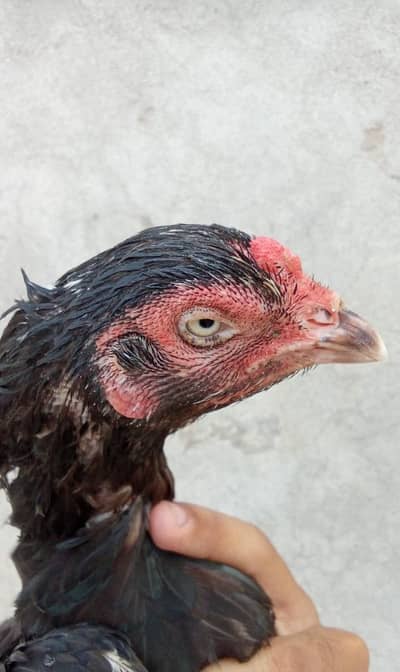 pure lasani female