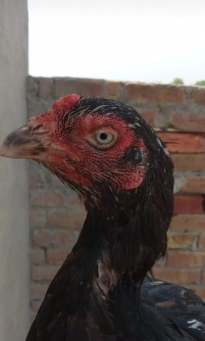 pure lasani female — photo 2