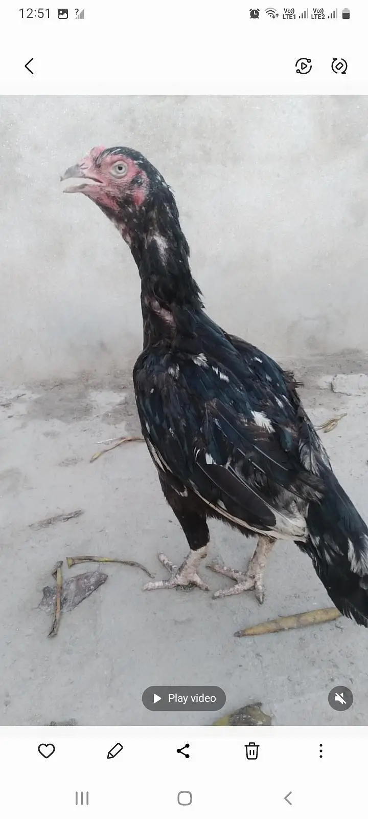 pure lasani female — photo 3