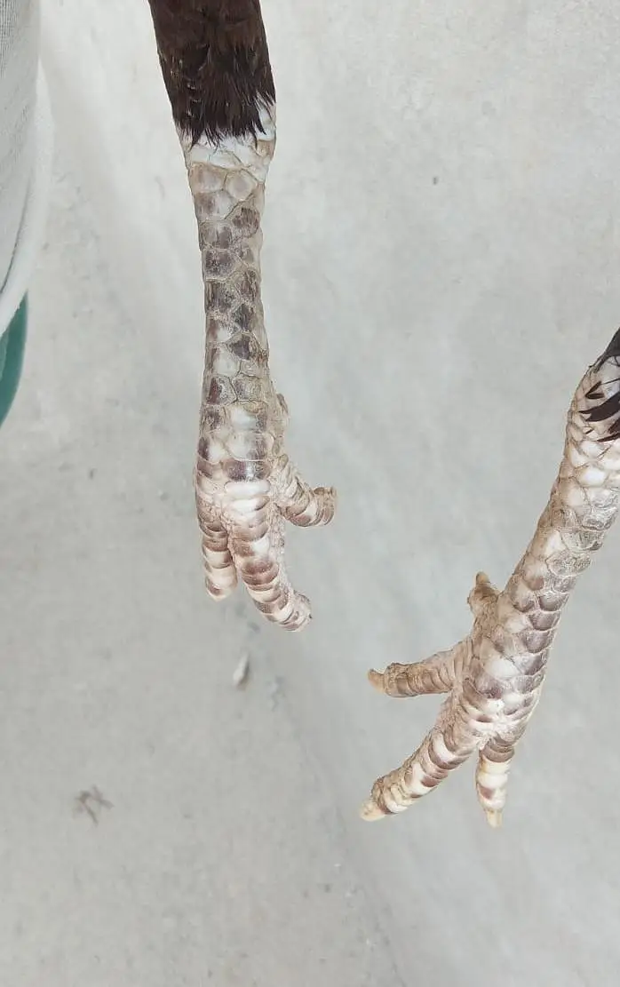 pure lasani female — photo 4