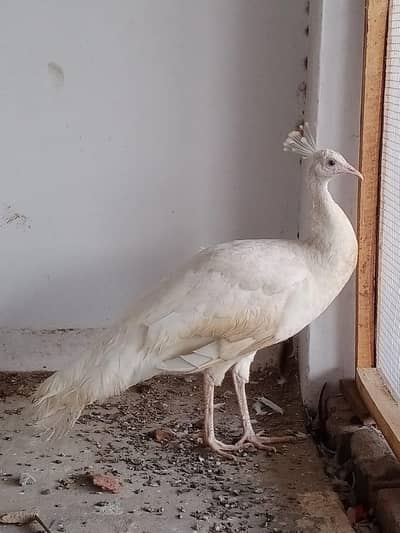 peacock breedr female