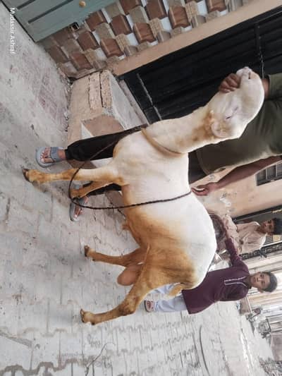 Mundra chatra jori good health good height weight