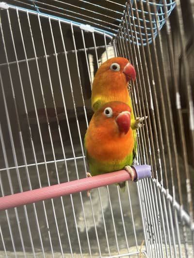 Love Bird pair For sale