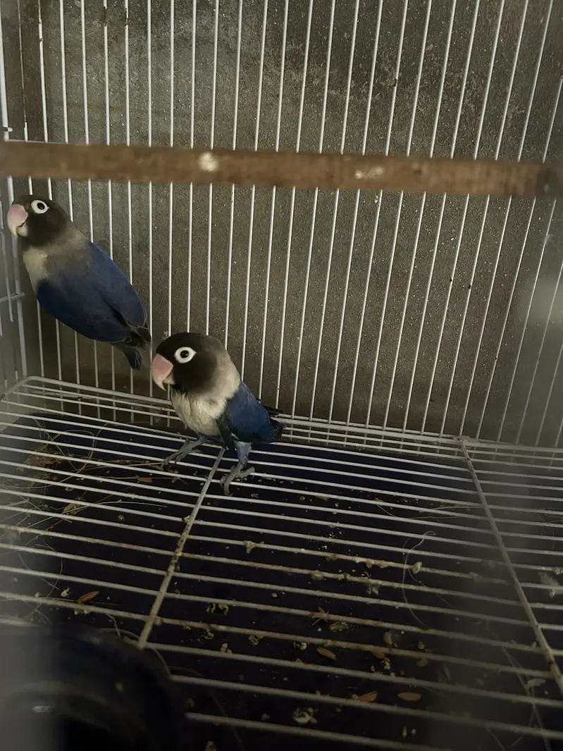 Love Bird pair For sale — photo 2