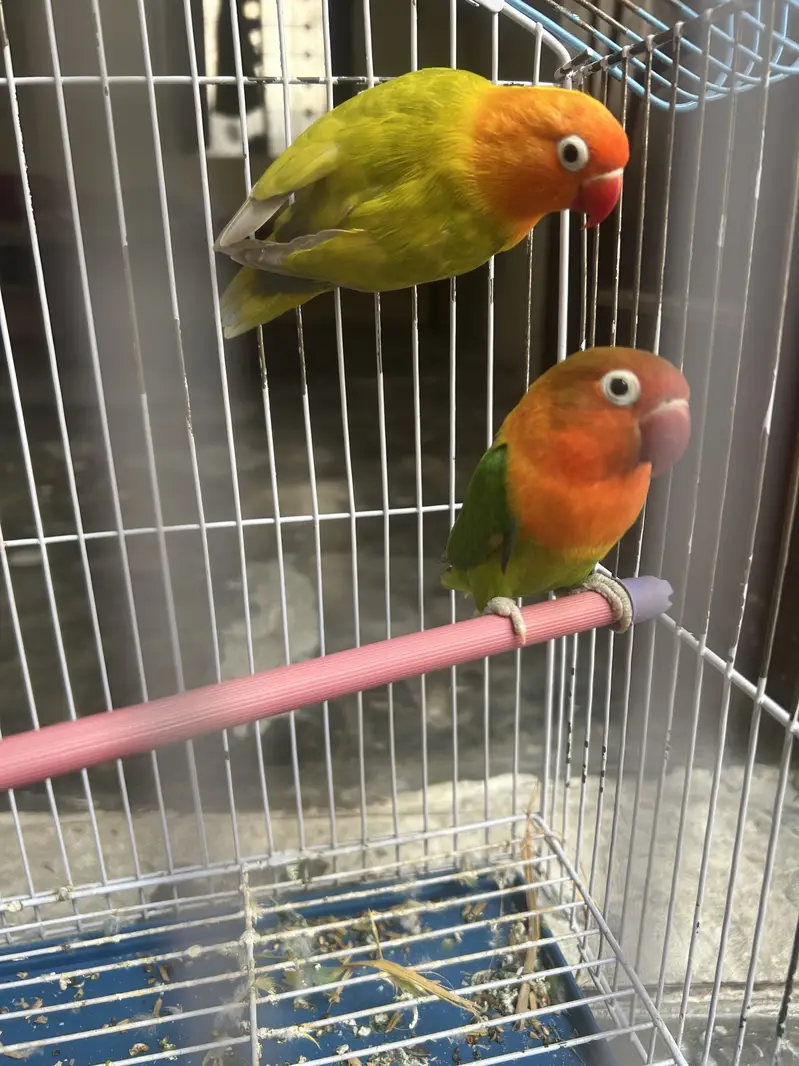 Love Bird pair For sale — photo 3