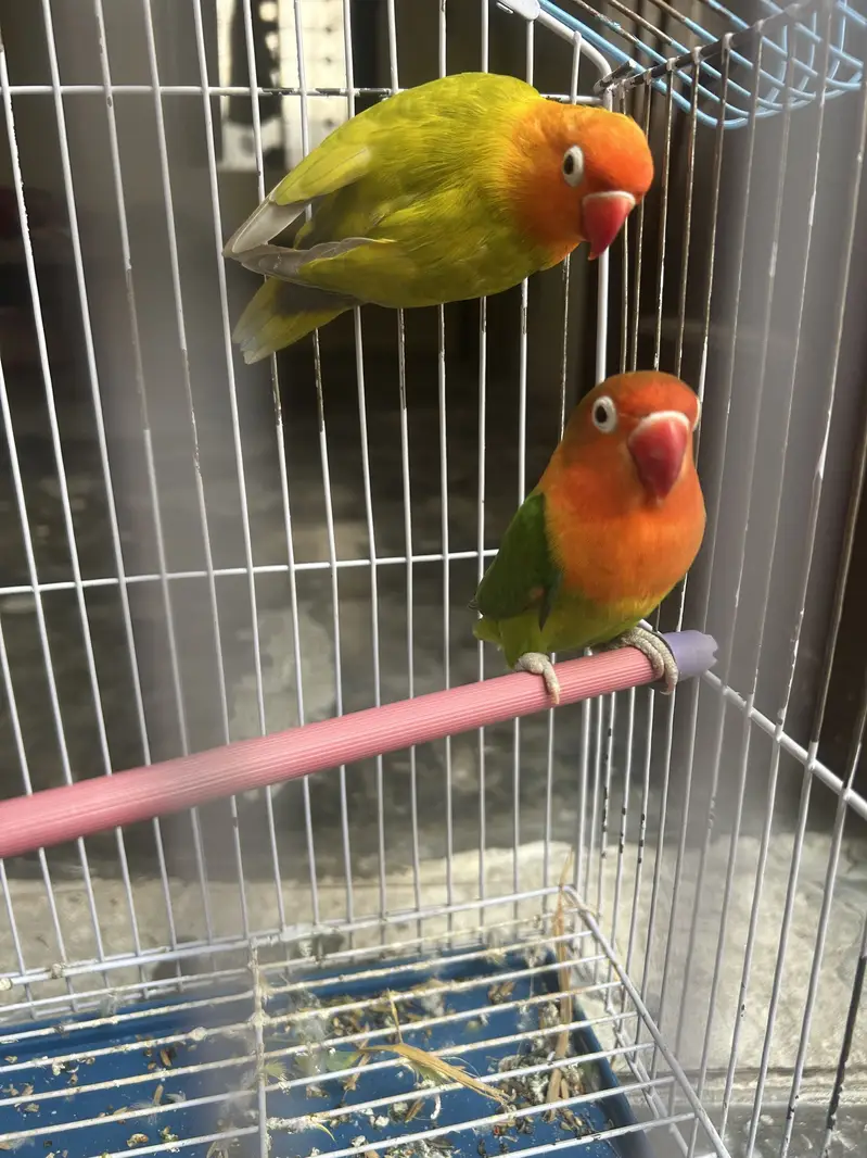 Love Bird pair For sale — photo 4