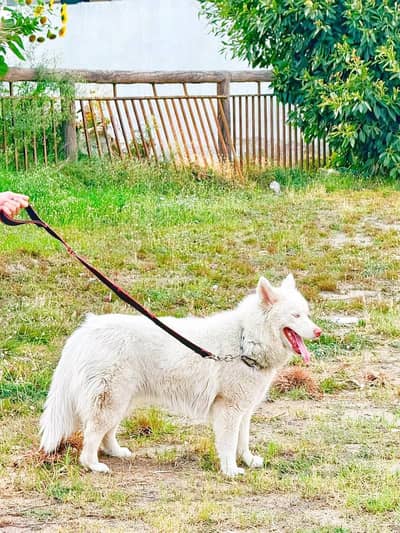 Huksy | Siberian Husky | Wolly Coat White Husky For Sale