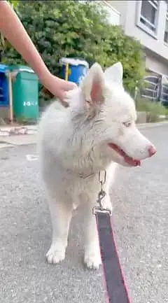 Husky | Siberian Husky | Wolly Coat White Husky For Sale — photo 2
