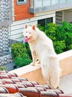 Husky | Siberian Husky | Wolly Coat White Husky For Sale — photo 3