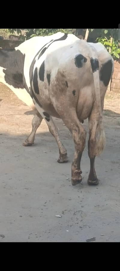 pure Amarican / Australian / fresion cow / bull wacha / qurbani/گائے