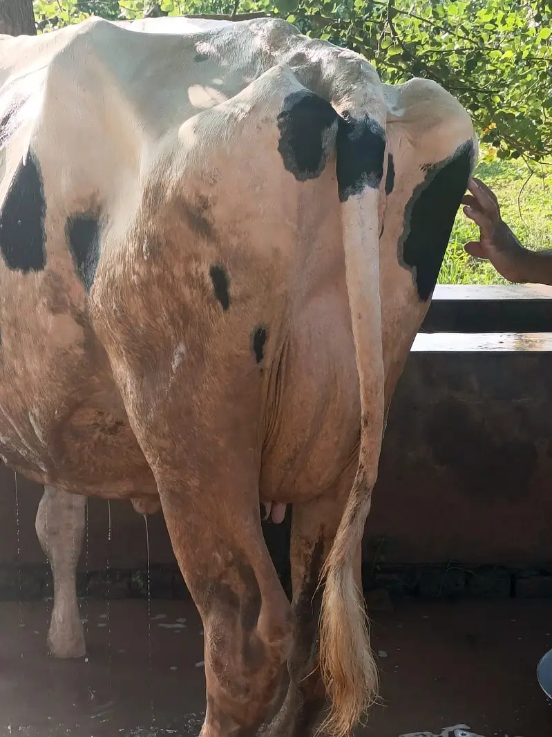 pure Amarican / Australian / fresion cow / bull wacha / qurbani/گائے — photo 4