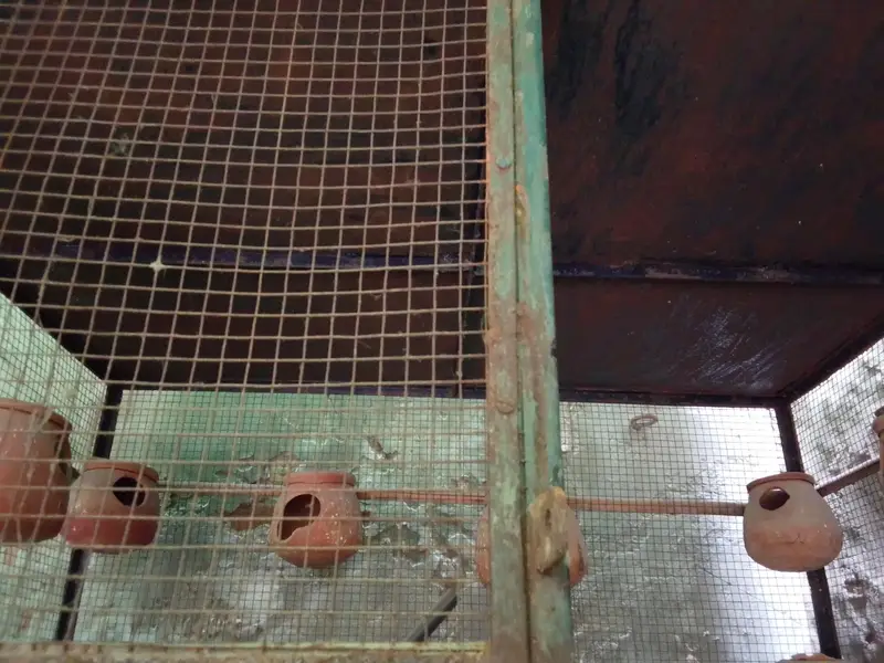 Heavy Iron Bird Cage - لوہے کا مضبوط پنجرہ (4x3x3 Feet) — photo 3