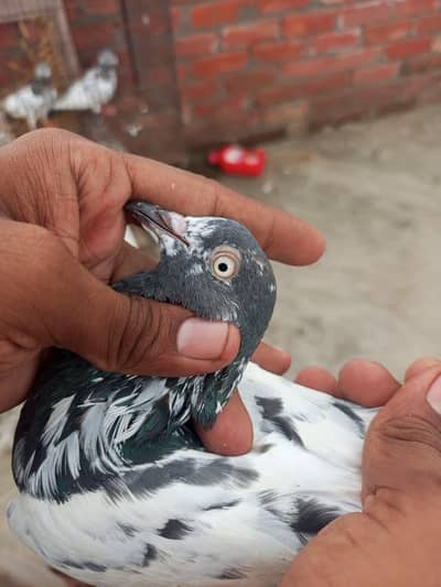 teddy Lal pari