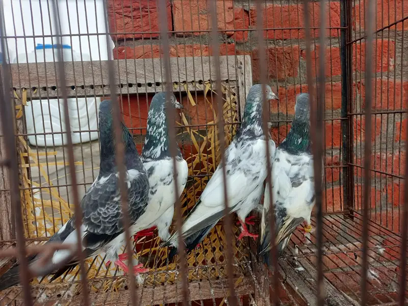teddy Lal pari — photo 3