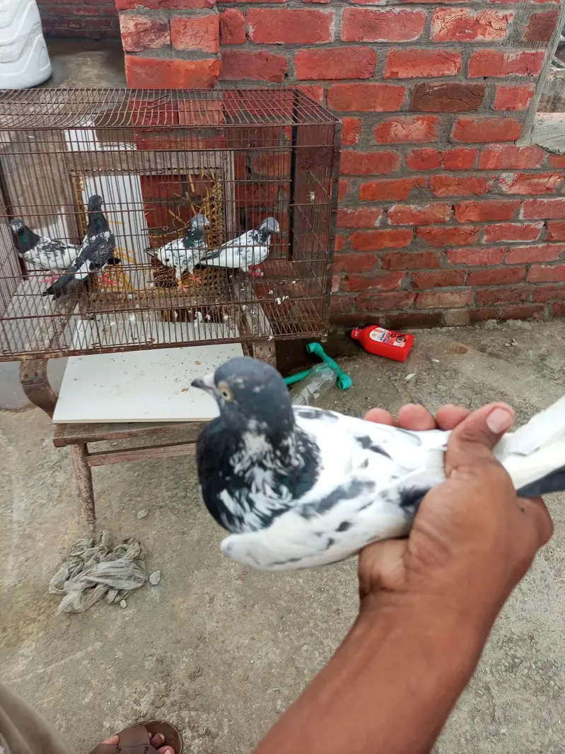 teddy Lal pari — photo 4