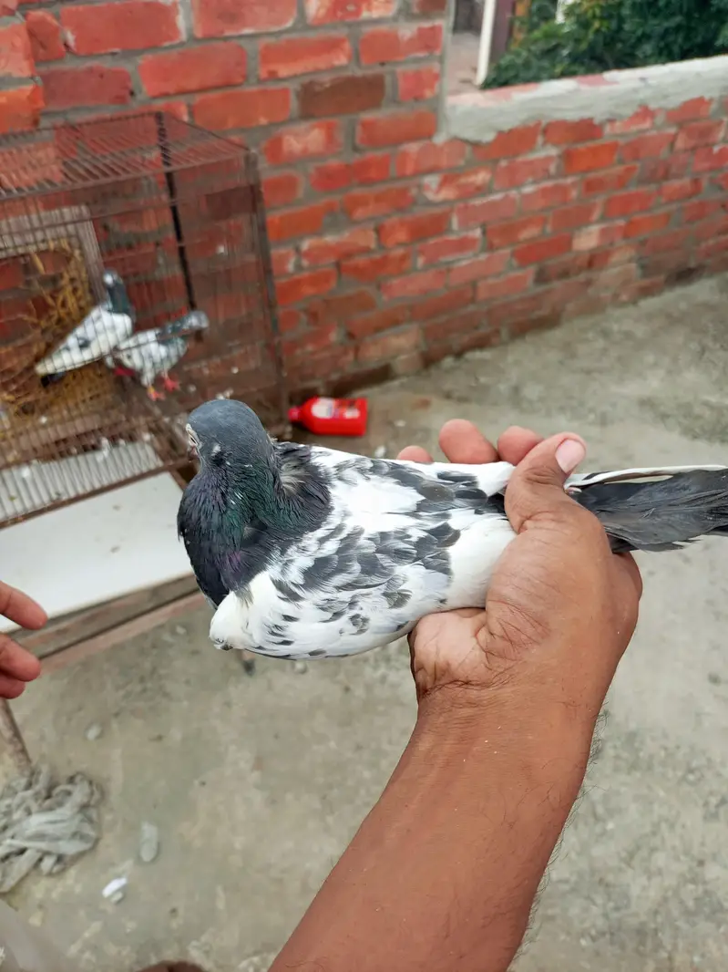 teddy Lal pari — photo 5