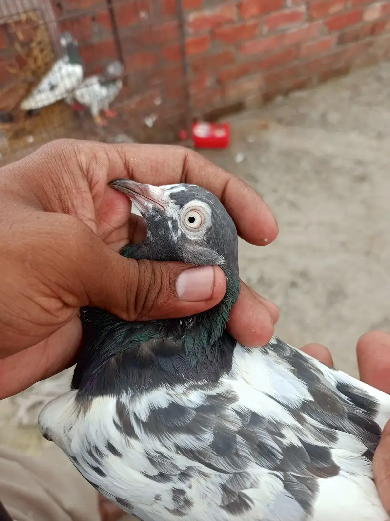 teddy Lal pari — photo 6