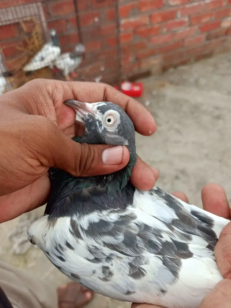 teddy Lal pari — photo 7