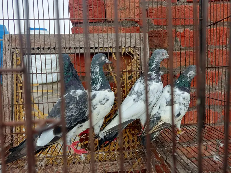 teddy Lal pari — photo 8