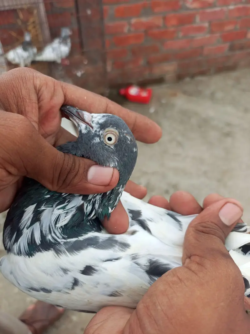 teddy Lal pari — photo 9