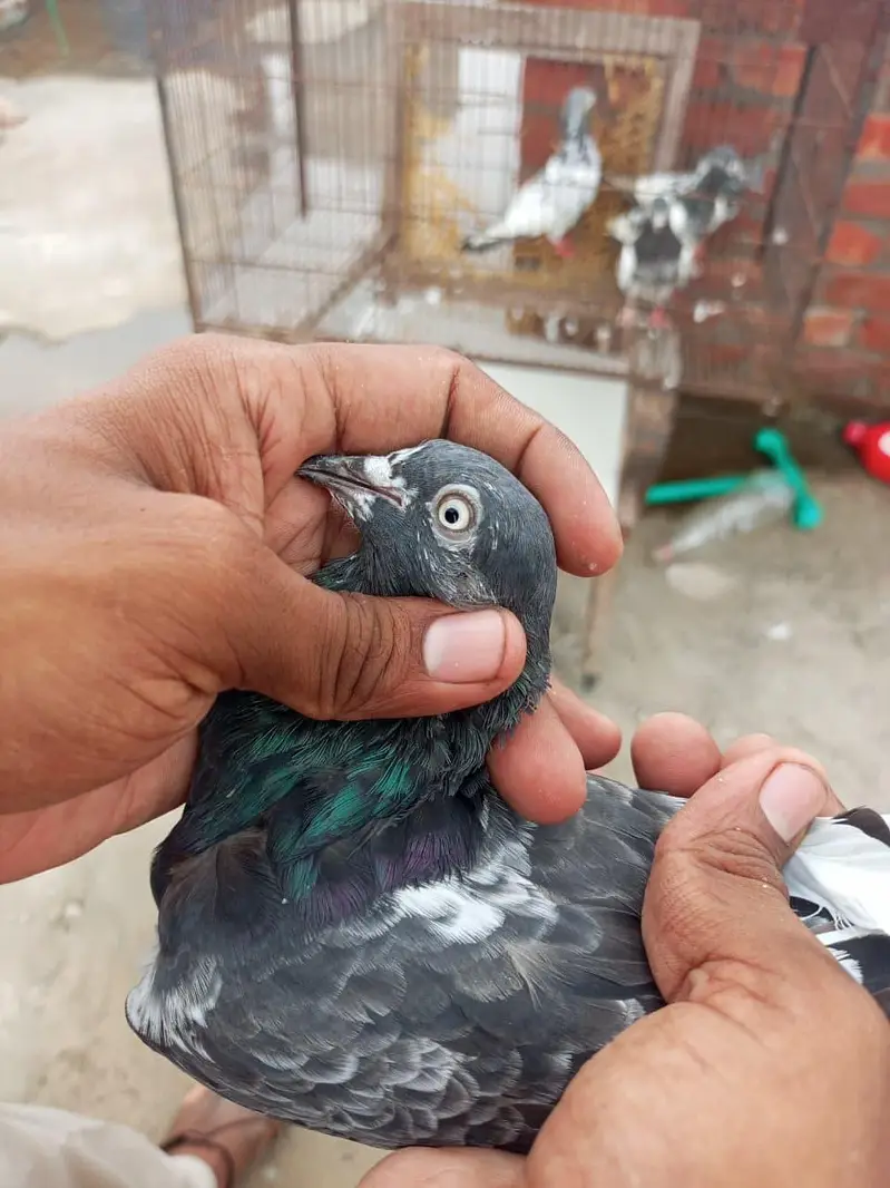 teddy Lal pari — photo 10