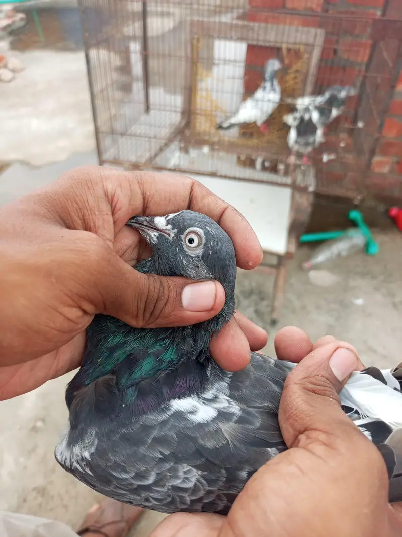 teddy Lal pari — photo 11