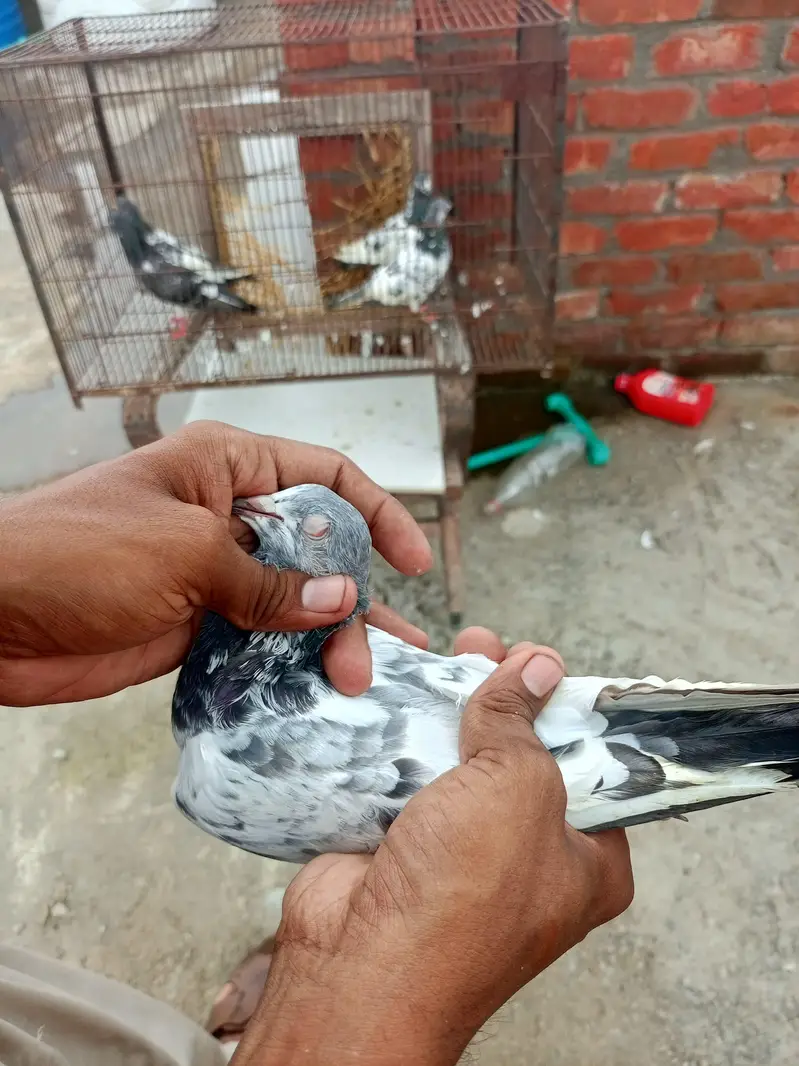 teddy Lal pari — photo 12