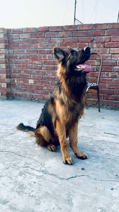 German Shepherd Dog/ Long Coat German shepherd/GSD
