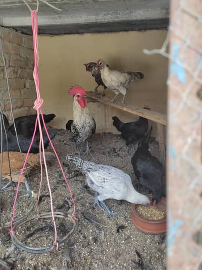 Golden Misri hens Egg hens Birds for Sale