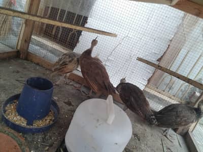 black shoulder pir for sale