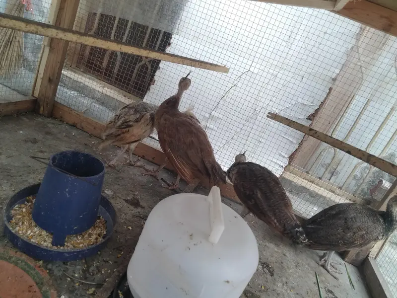 black shoulder pir for sale