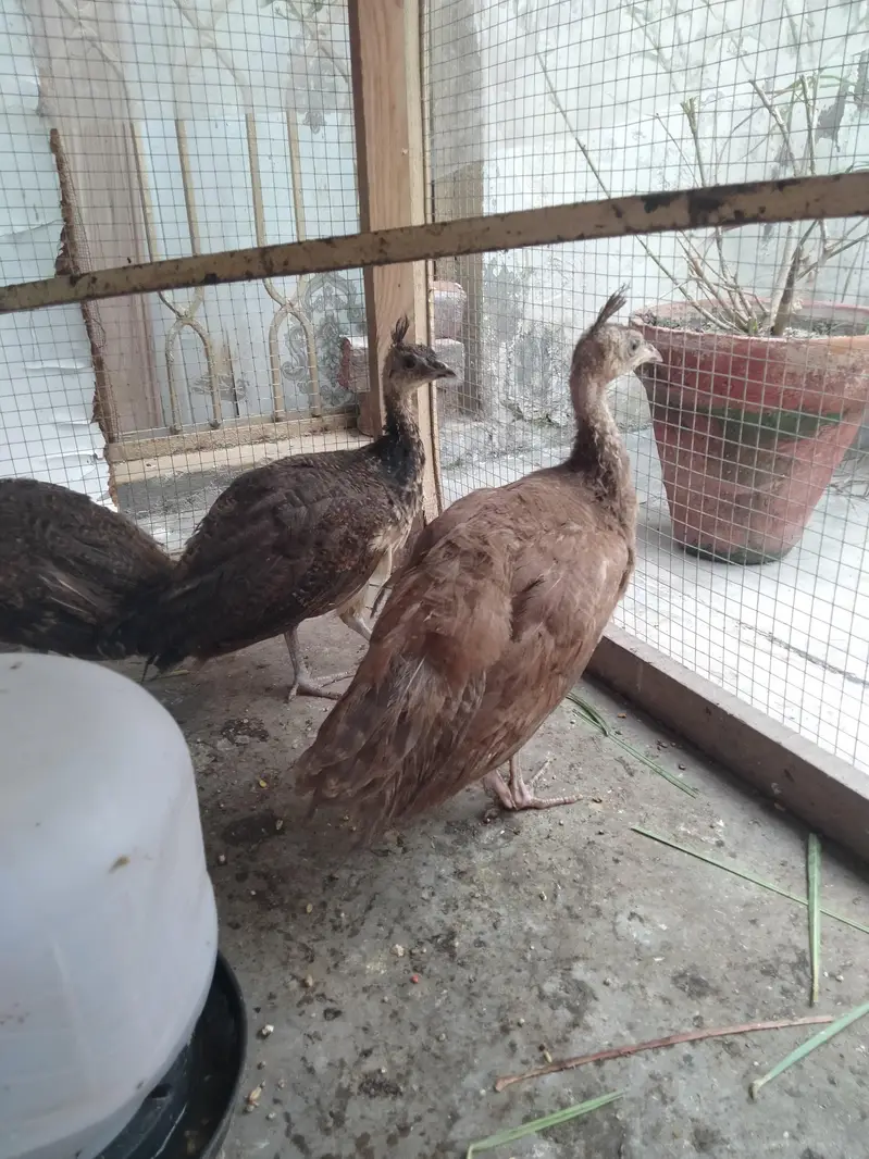 black shoulder pir for sale — photo 2