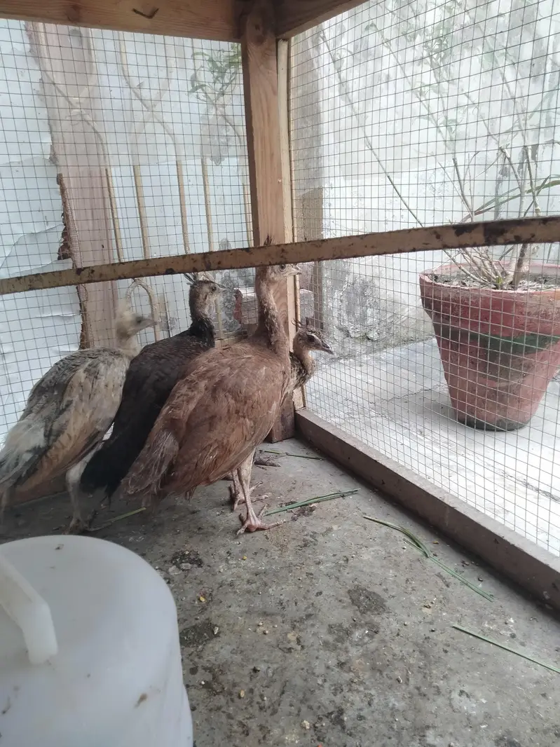 black shoulder pir for sale — photo 3