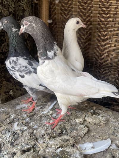 5 madiyan (800) per 3234032014