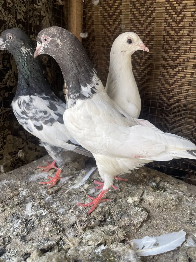 5 madiyan (800) per 3234032014 — photo 4