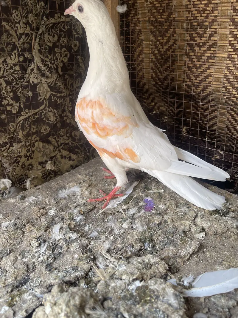5 madiyan (800) per 3234032014 — photo 12