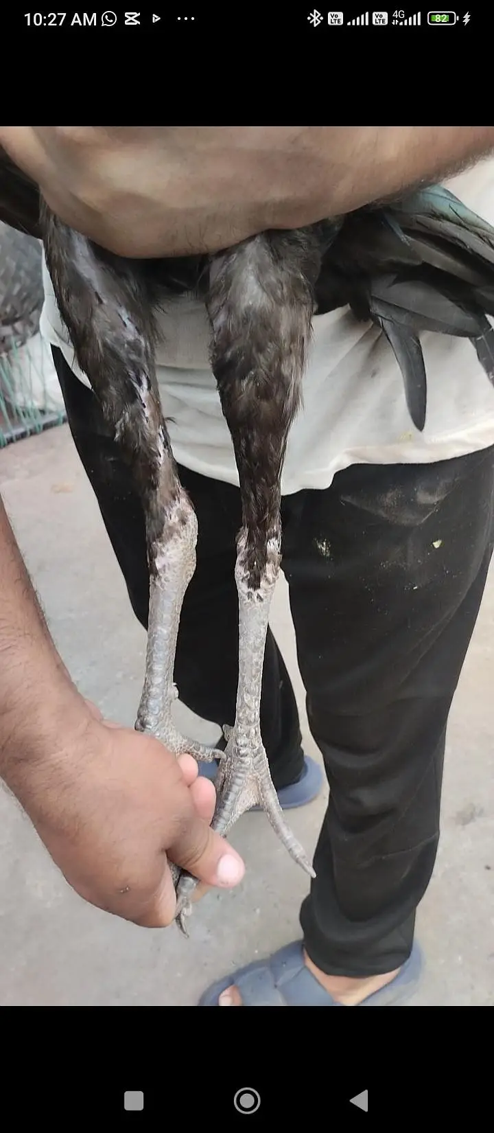 pkoya Thai Heera burmi — photo 12