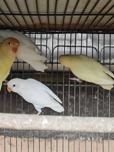 Albino and palefallow splits