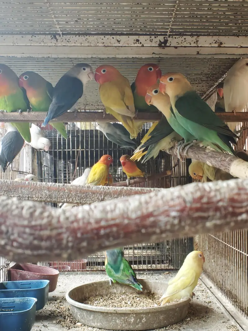 Albino and palefallow splits — photo 3