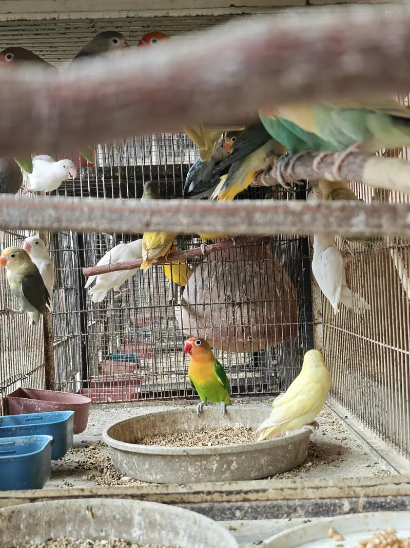 Albino and palefallow splits — photo 4