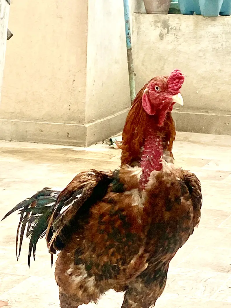 Aseel Murga — photo 2