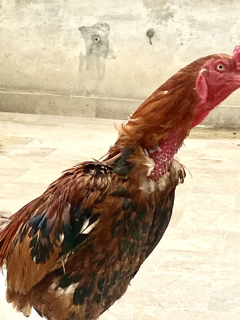 Aseel Murga — photo 3