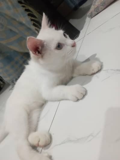White Female Cat Available