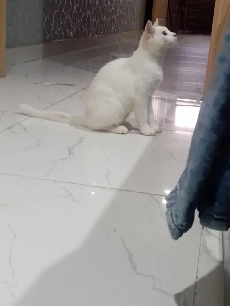 White Female Cat Available — photo 3
