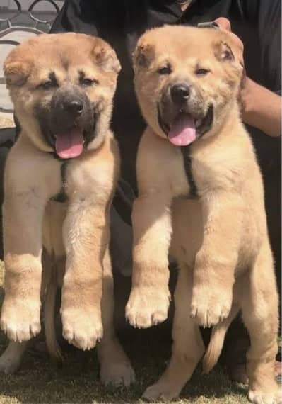 King Turkish kangal pair dabal Hadi Havey bone structure security dog