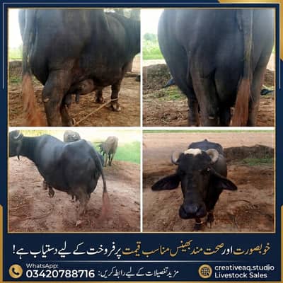 Fresh Suwi Nili Ravi Buffalo For Sale