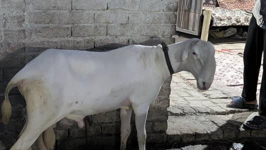 Mundra/Bakra/Chatra/Goat/
