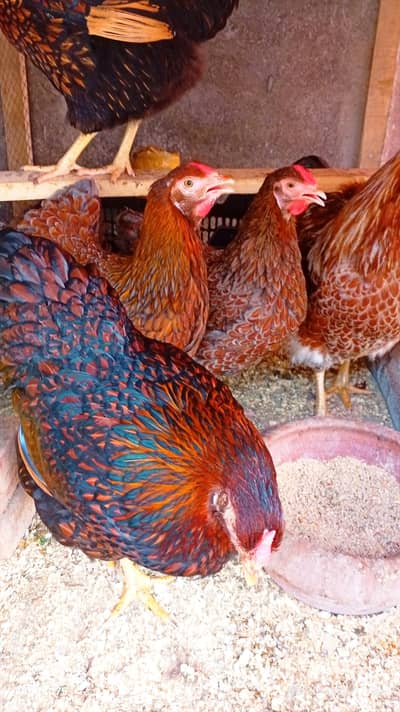 Wyandotte Fertile Eggs