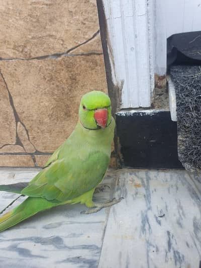 1 RINGNECK BREEDER MALE WITH CAGE