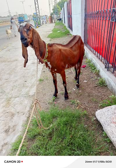 beetal bakri doodh wali